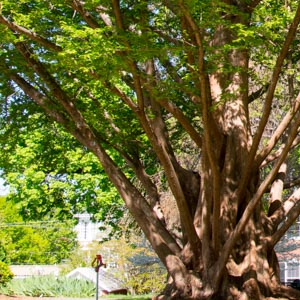 Tree in Charlottesville