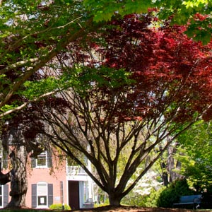 Tree in Charlottesville