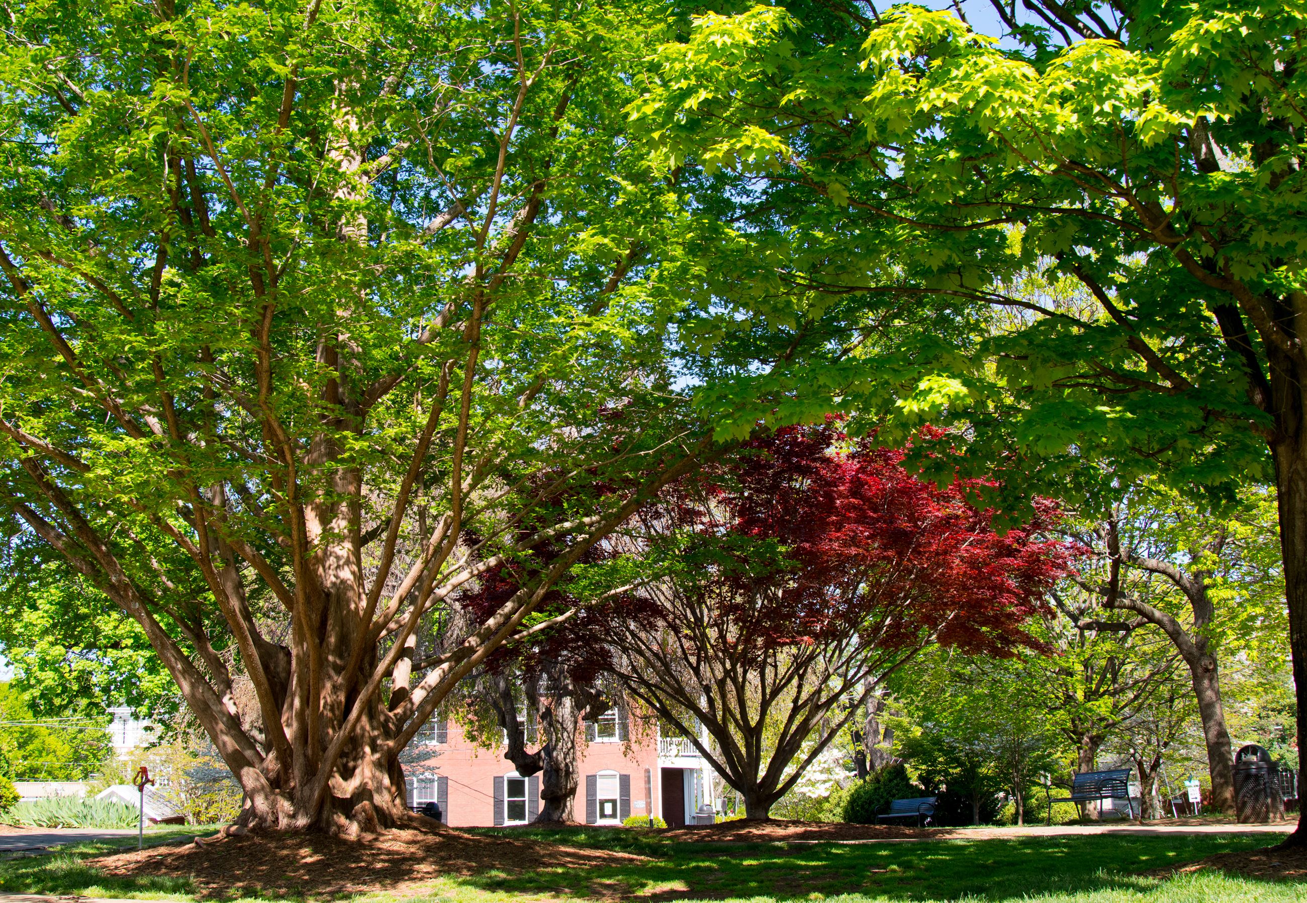 Image of trees and a few benches at Market Street Park 