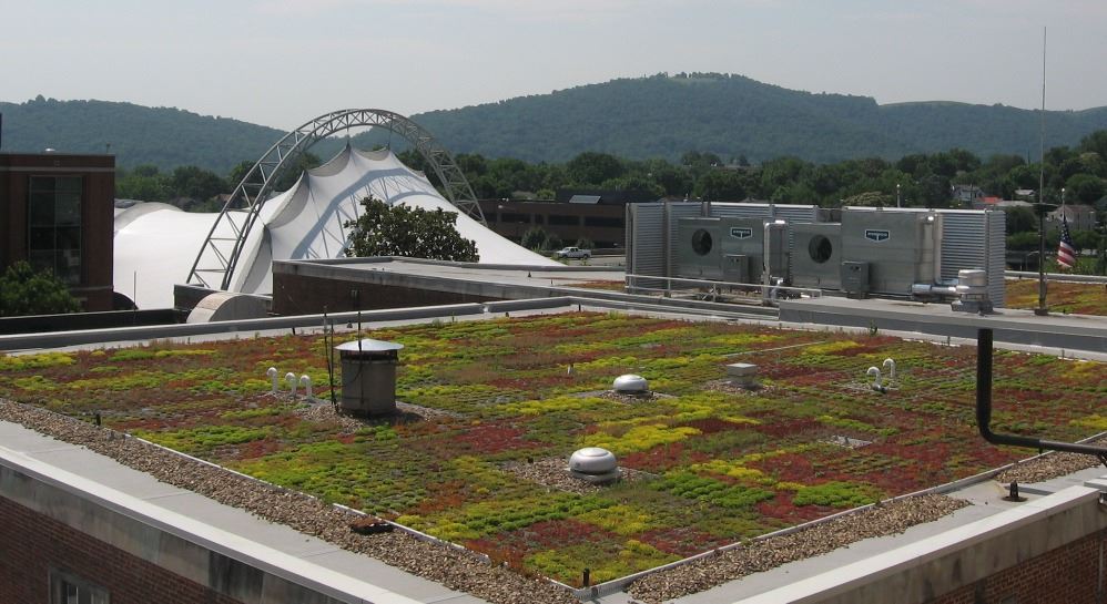 City Hall Green Roof