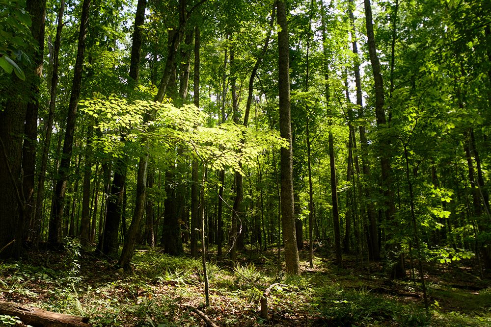 Heyward Community Forest