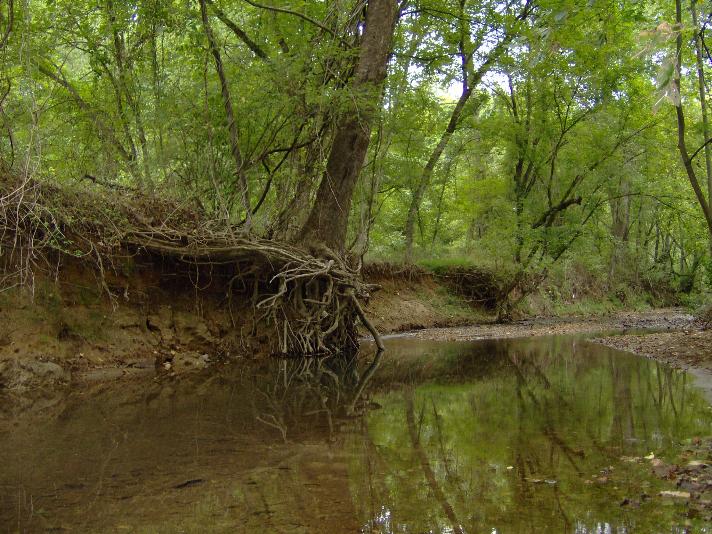 Eroded stretch of meadow creek